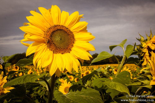 Bees & Sunflowers on the Romantic Road, Germany