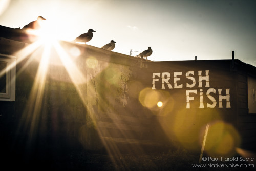 Seagulls on a Fresh Fish Shop in Hastings, United Kingdom